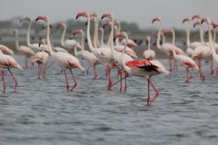 Phoenicopterus roseus