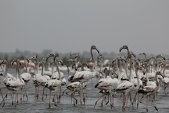 Phoenicopterus roseus