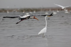 Mycteria leucocephala