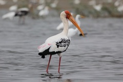 Mycteria leucocephala