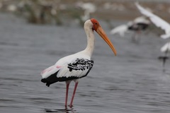 Mycteria leucocephala