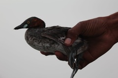 Tachybaptus ruficollis