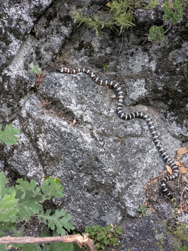 iNaturalist observation photo of California Mountain Kingsnake