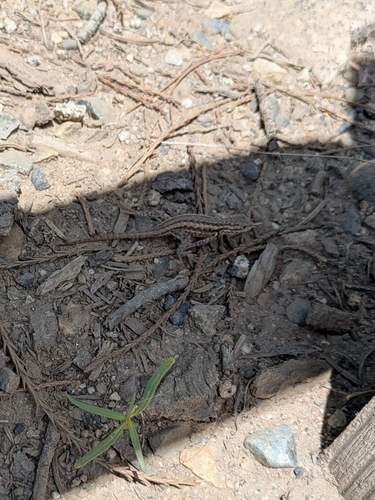 iNaturalist observation photo of Common Sagebrush Lizard