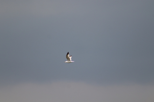 Ring-billed Gull