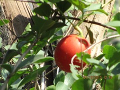 Magnoliopsida