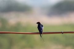 Hirundo smithii