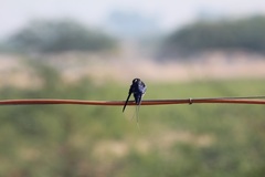 Hirundo smithii