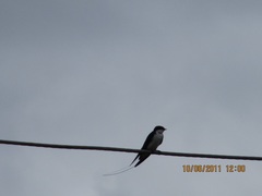 Hirundo smithii
