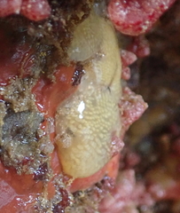 Pseudodistoma opacum