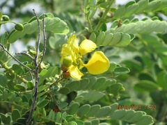 Senna auriculata
