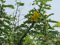 Senna auriculata