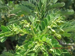 Senna auriculata