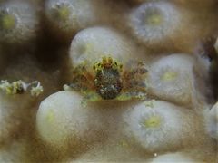 Pseudocryptochirus viridis