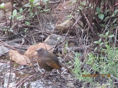 Trochalopteron lineatum