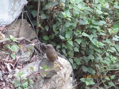 Trochalopteron lineatum