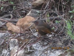 Trochalopteron lineatum