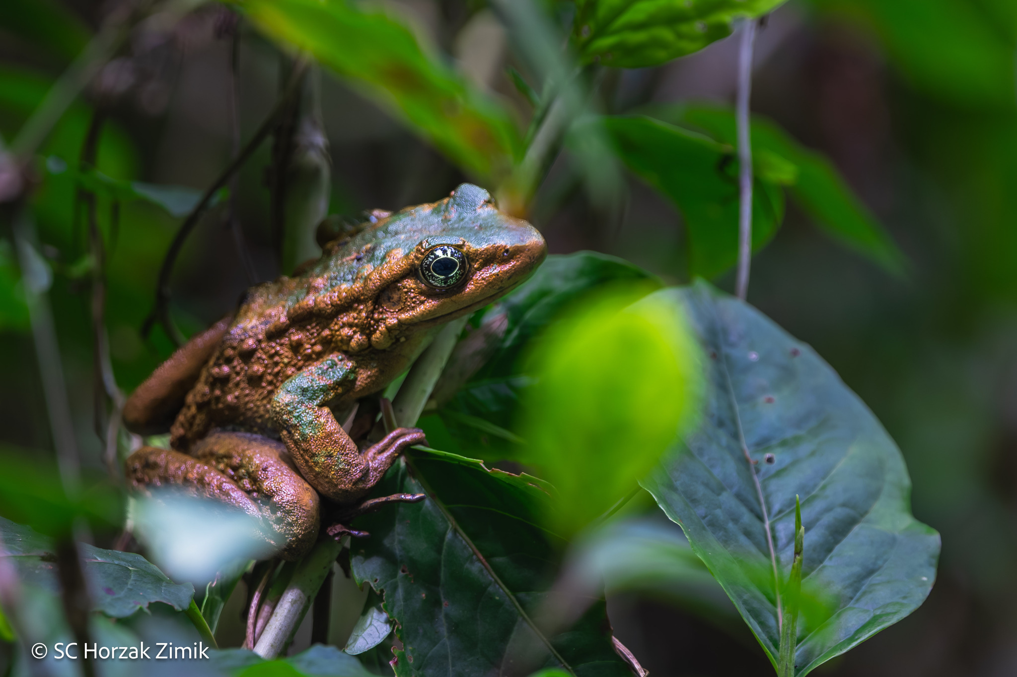 Hill Stream Frog