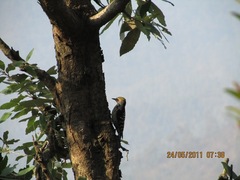 Leiopicus mahrattensis