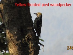 Leiopicus mahrattensis