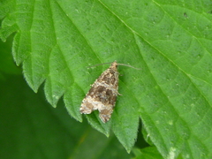 Syricoris