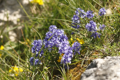 Chalk Milkwort (Polygala calcarea)