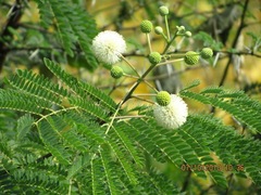 Leucaena leucocephala
