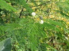 Leucaena leucocephala