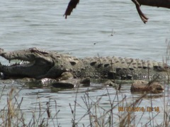 Crocodylus palustris