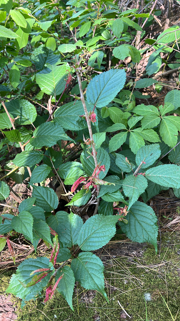 Allegheny blackberry