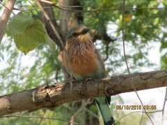 Coracias benghalensis