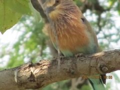 Coracias benghalensis