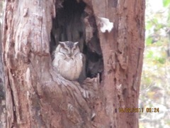 Otus bakkamoena