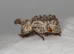 Bolitotherus cornutus