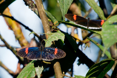 Heliconius erato