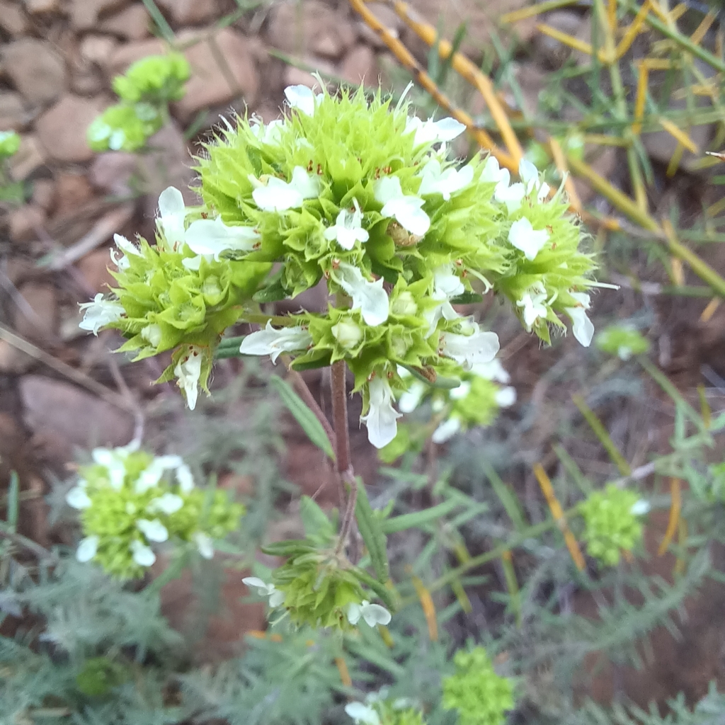 Teucrium angustissimum