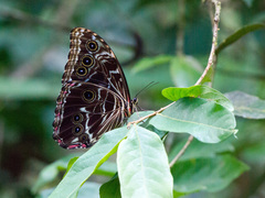 Morpho deidamia