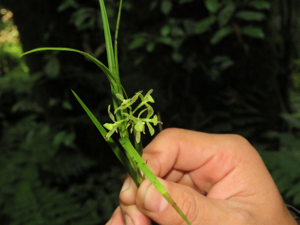 Epidendrum chloe Rchb.f.