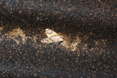 Trichromia metapyria