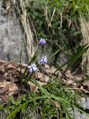 Muscari pallens