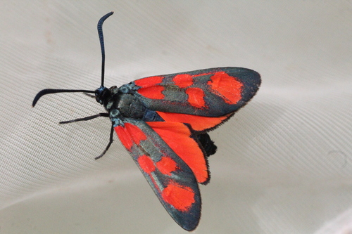 Meridional Burnet