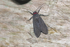 Episcepsis hypoleuca