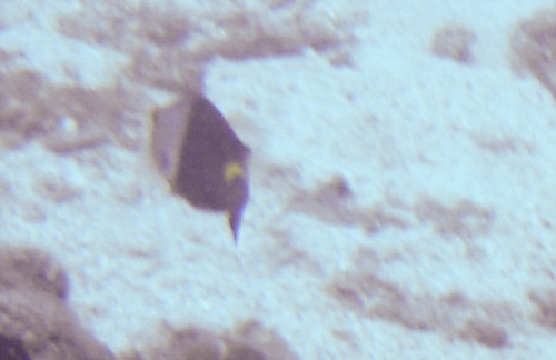 Sparisoma cretense