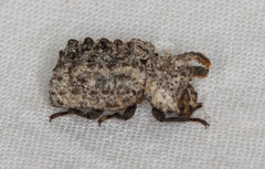 Bolitotherus cornutus