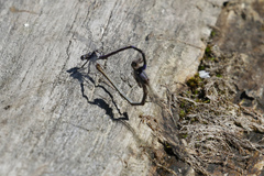 Argia emma