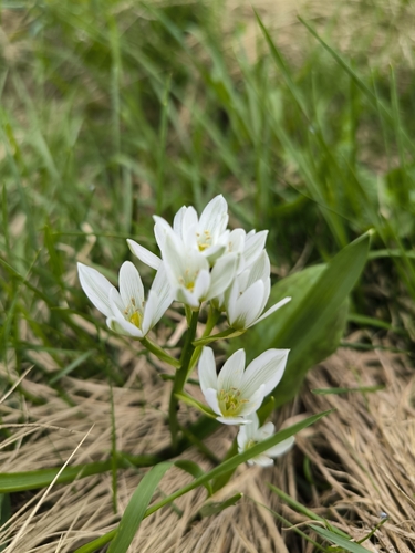 Ornithogalum balansae (Ornithogalum balansae)
