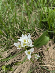 Ornithogalum balansae, photograph (c) Evgenii Iaitskii, some rights reserved (CC BY)