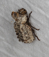 Bolitotherus cornutus