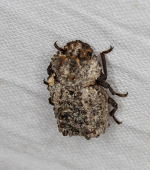 Bolitotherus cornutus