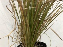 Carex virgata
